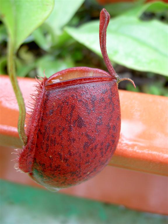 Nepenthes ampullaria 'harlequin' 3